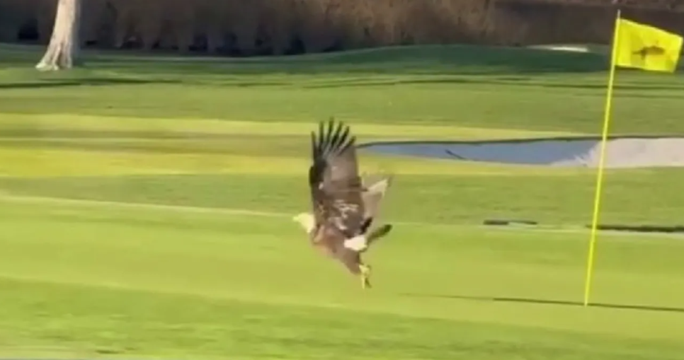 Bald eagle scooped up New York golfer’s ball to foil well placed putt opportunity Bald eagle scooped up New York golfer’s ball to foil well placed putt opportunity