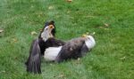 Two bald eagles crashed into house getting stuck together rescued