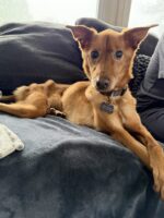 Emaciated senior pup with body score of ‘1’ doing her best to make comeback