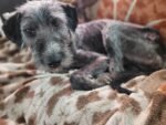 ‘Banjo’ found wandering streets in heartbreaking shape starts to heal and ready for foster home