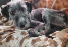 ‘Banjo’ found wandering streets in heartbreaking shape starts to heal and ready for foster home