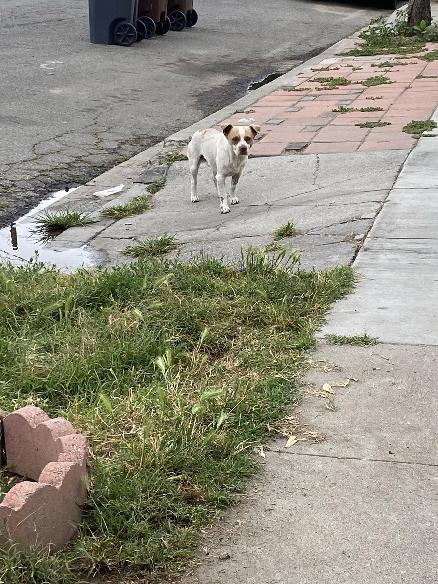 Rescued dog finally smiled because he was not “just a stray” anymore Rescued dog finally smiled because he was not “just a stray” anymore