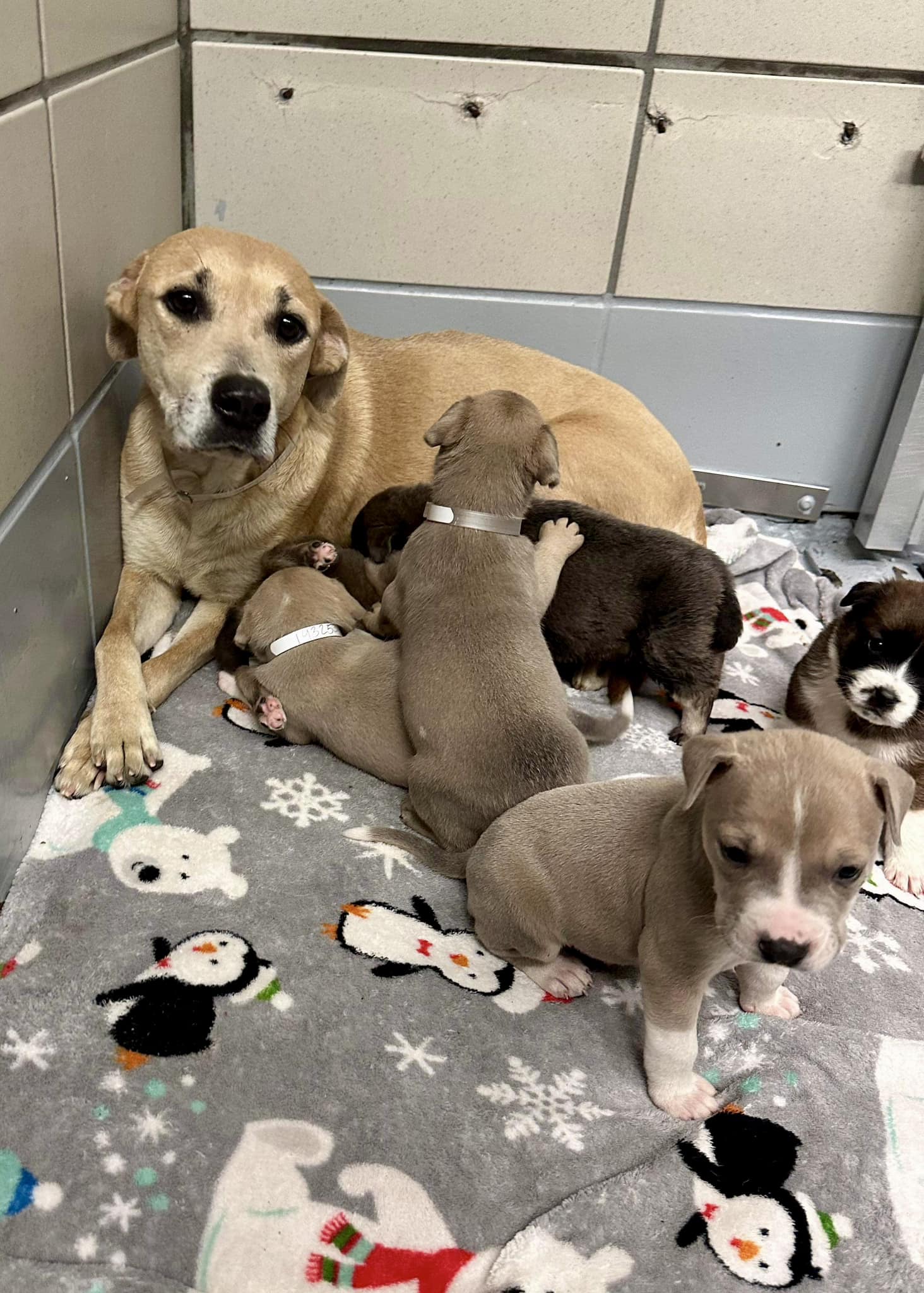 Barc mom and puppies