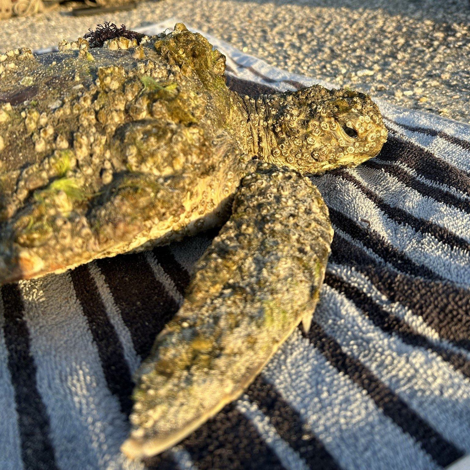 Sea turtle encrusted with barnacles and algae rescued along Cape Hatteras shore
