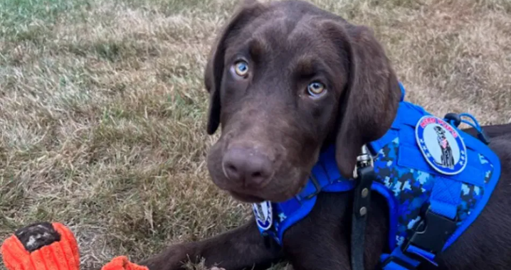 Tragic: Maine’s official first comfort dog found deceased inside state vehicle left unattended in heat Tragic: Maine’s official first comfort dog found deceased inside state vehicle left unattended in heat