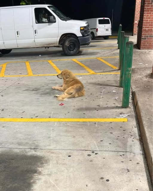 Abandoned golden retriever scavenged for food until he wandered into grocery store looking for help Abandoned golden retriever scavenged for food until he wandered into grocery store looking for help