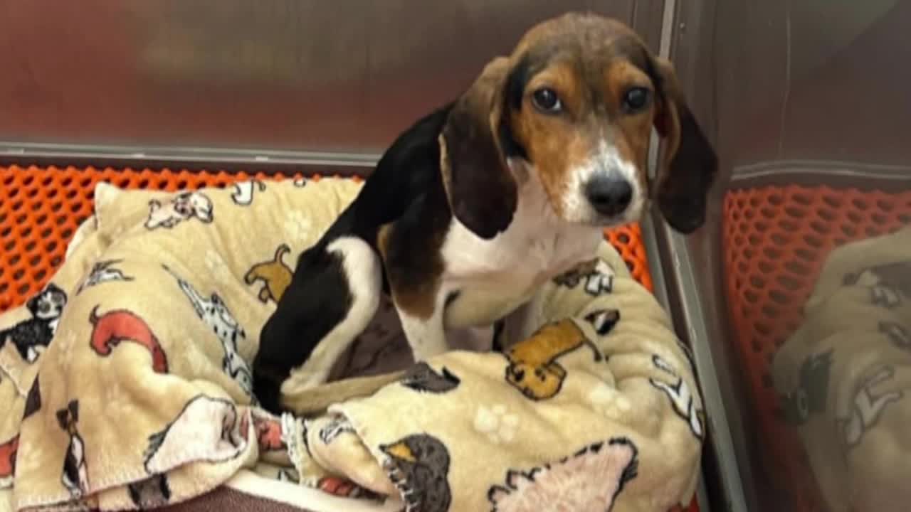 Kindest veterinarian gives abandoned shelter puppy second chance by performing FREE lifesaving surgery Kindest veterinarian gives abandoned shelter puppy second chance by performing FREE lifesaving surgery