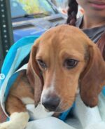Resilient beagles from Wisconsin breeding facility for test labs adopted with help of NYC rescue Resilient beagles from Wisconsin breeding facility for test labs adopted with help of NYC rescue