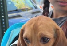 Resilient beagles from Wisconsin breeding facility for test labs adopted with help of NYC rescue