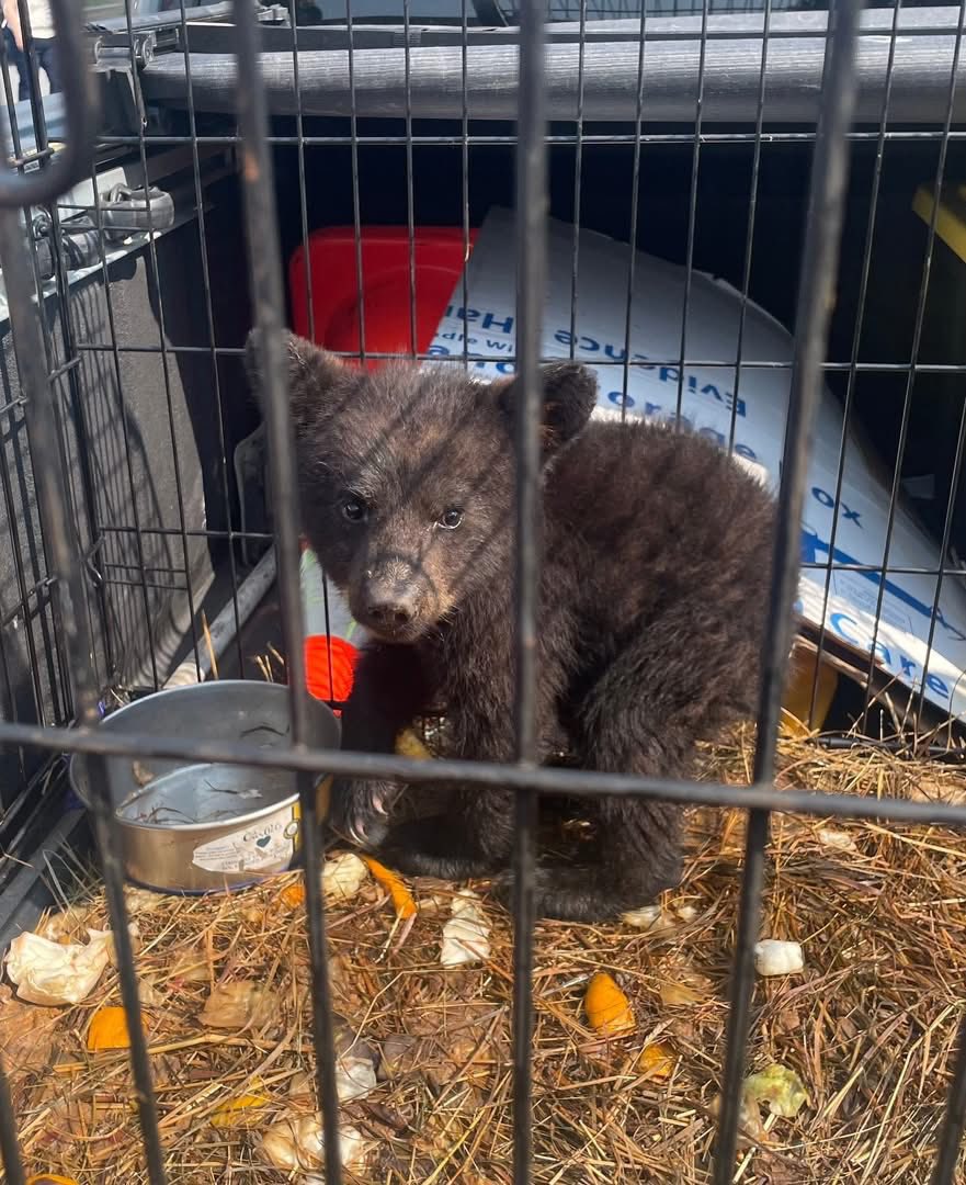 Bear cub that lived in tiny dog cage and fed dog food returned to New York forest