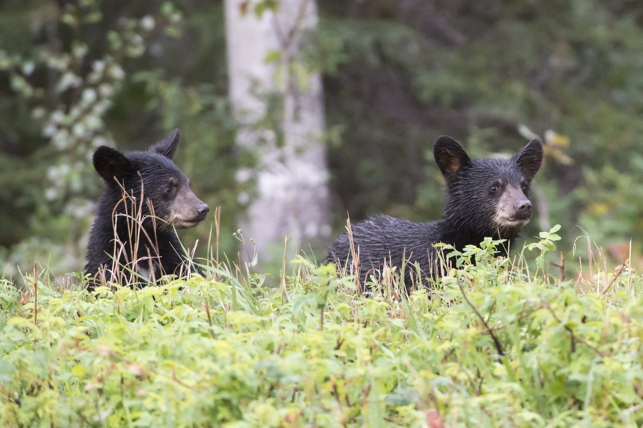 Florida bear hunt opponents use legal loophole to procure dozens of permits hoping to spare bear lives