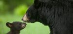 Florida spare the bear: Florida’s black bear controversial hunt underway