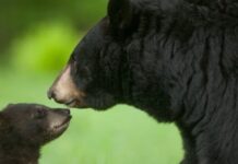Florida spare the bear: Florida’s black bear controversial hunt underway