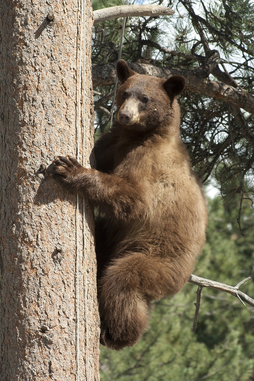 Hunter in Virginia died after bear shot in tree fell on him Hunter in Virginia died after bear shot in tree fell on him