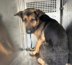 One last call to rescue German shepherd found as scared stray working at calming down at busy Texas shelter