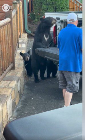 Mom bear and her 2 cubs best hoist of day when they bag of food from man’s truck bed