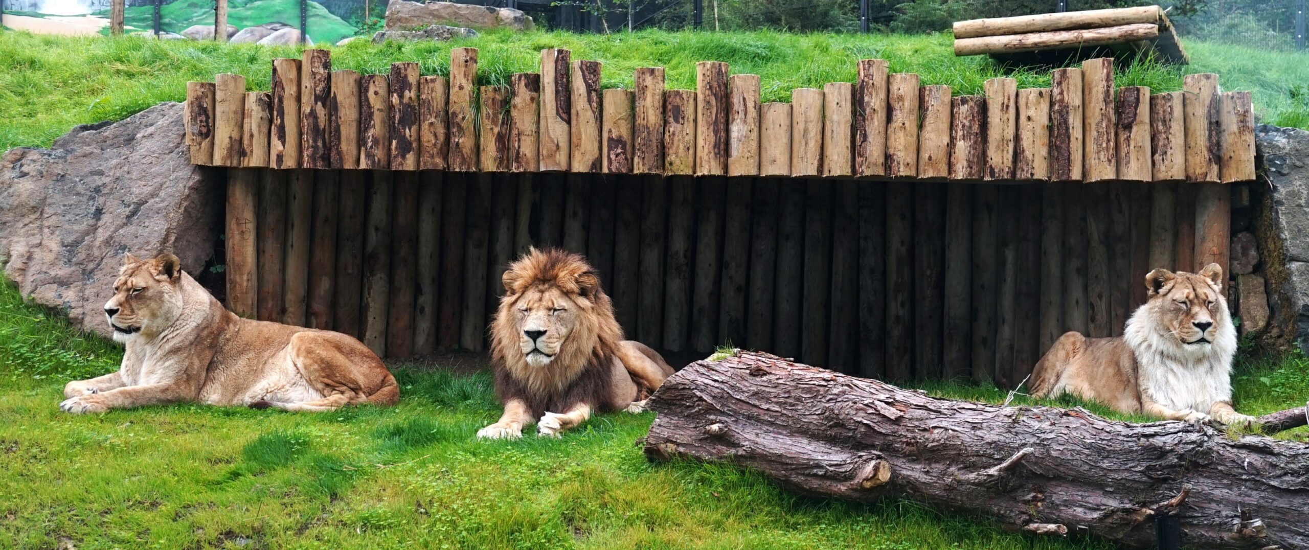 Zoo launches investigation after worker became locked in lion enclosure