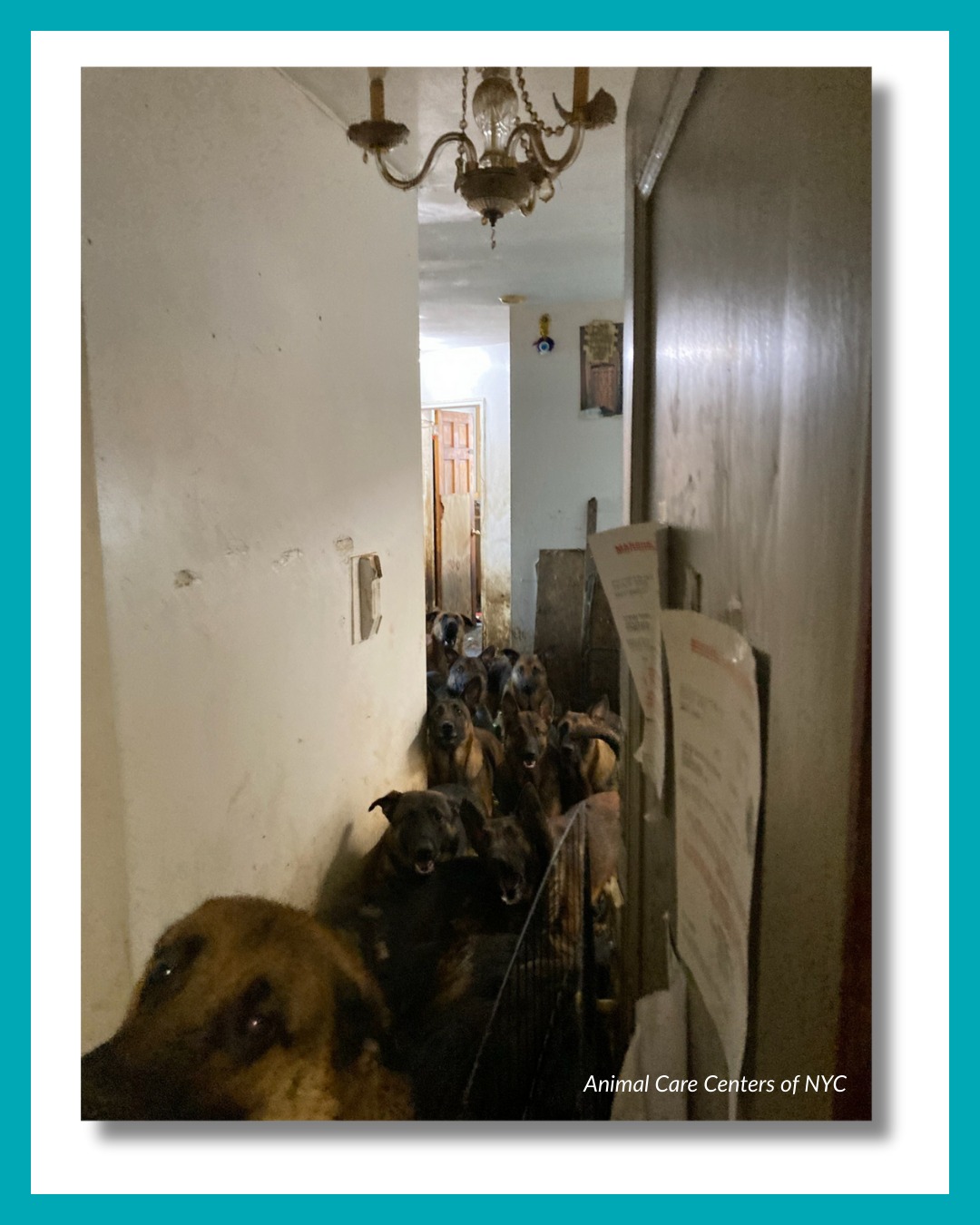 Heartbreaking: 40 Belgian Malinois rescued from awful conditions living in NYC apartment in total confinement