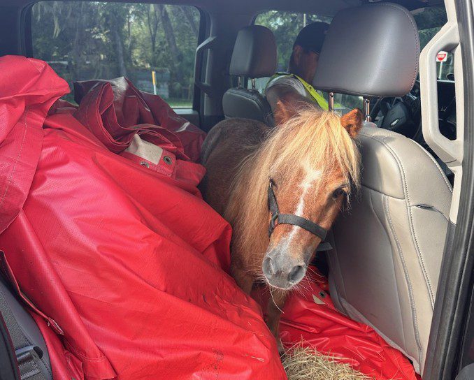 Firemen give pony ride home after owner involved in crash