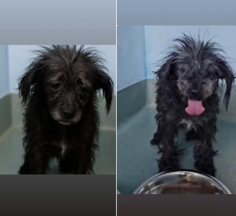 Senior Bella left at crowded California shelter sick and shaking but her tail wagged with love as volunteers gathered to help