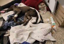 Dog arrives at Pennsylvania rescue fighting for his life and hero pup became his blood donor