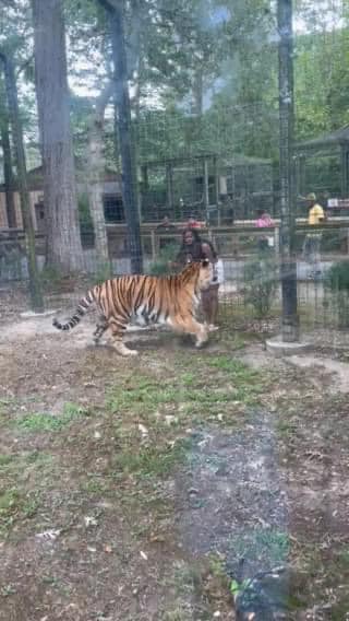 UPDATE: Woman who climbed fence at New Jersey zoo into tiger enclosure charged with defiant trespassing