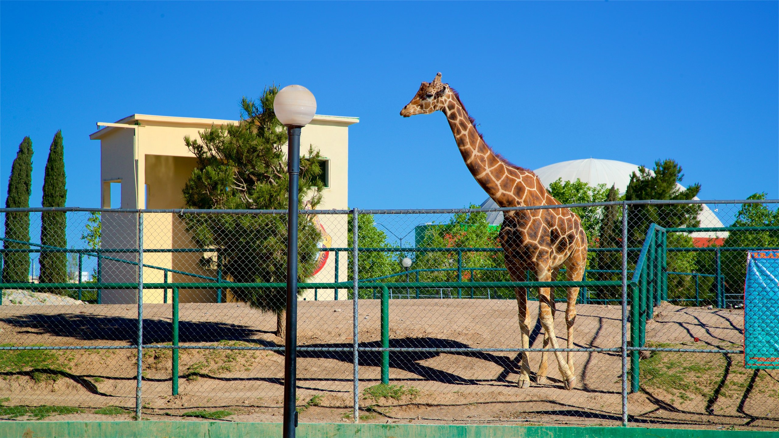 Lonely giraffe Benito on 50 hour road trip to find warm spot and hopefully a mate
