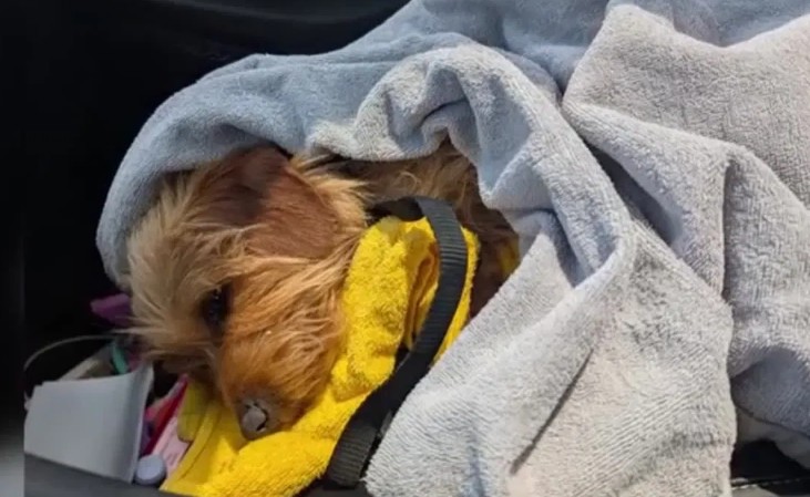 Heartwarming: Tiny terrier found in dumpster tied in bag and barely alive refused to give up made full recovery and now has perfect home