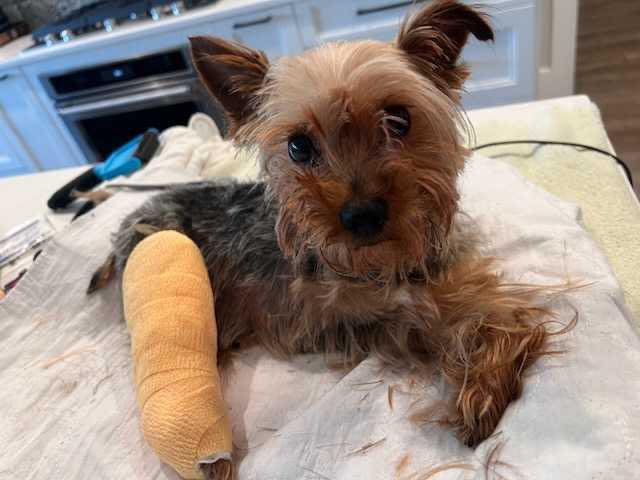 Disabled Yorkie abandoned outside animal shelter likely dumped due to expensive medical needs