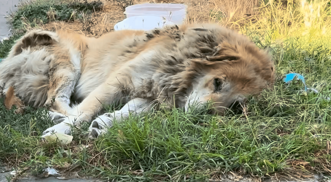 Heartbreaking: Golden retriever spent 10 years as stray after owners abandoned him until rescuer stepped up to help