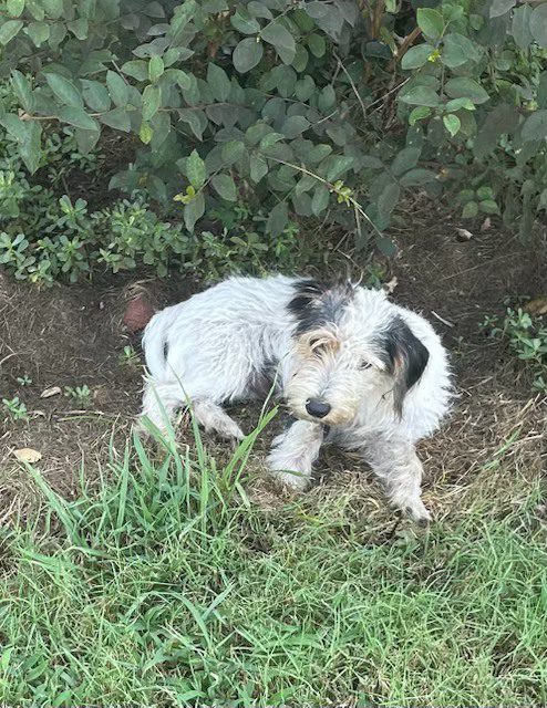 Shelter pup ‘Benny’ abandoned by careless owner likely leading to loss of dog’s leg