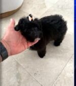 Missing poodle stolen along with Bentley found safe