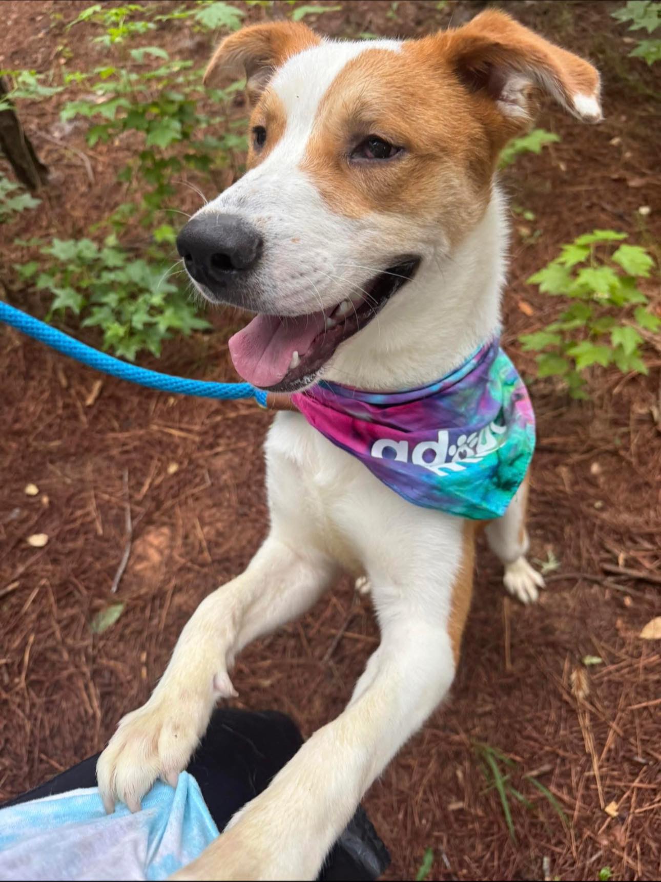 Sweetest ‘Bernie’ chased red sedan who pushed him out until his paws went red