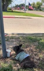 Tiny forgotten dog lay alone in dirt near school parking lot until someone with a heart cared Tiny forgotten dog lay alone in dirt near school parking lot until someone with a heart cared
