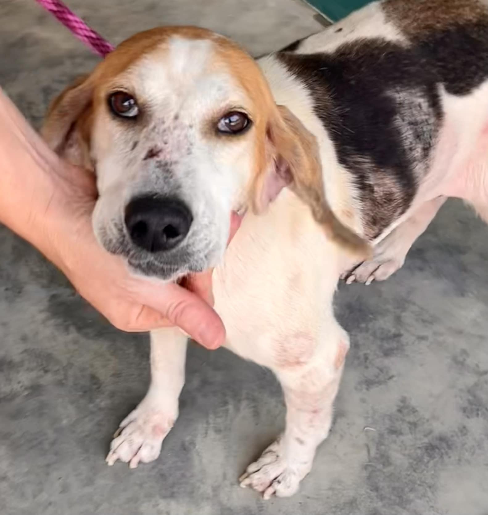 Heartbreaking: 8 years sweetest dog tied to a chain yet she is loving and loyal hoping someone takes her home Heartbreaking: 8 years sweetest dog tied to a chain yet she is loving and loyal hoping someone takes her home