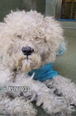 Little Bichon/poodle escaped from shelter when out of his kennel during assessment
