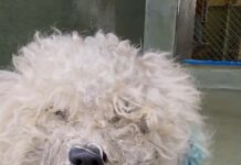 Little Bichon/poodle escaped from shelter when out of his kennel during assessment