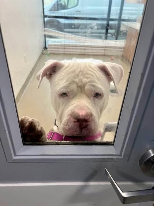 Saddest pup moved from central viewing area to back of shelter desperately wants someone to love