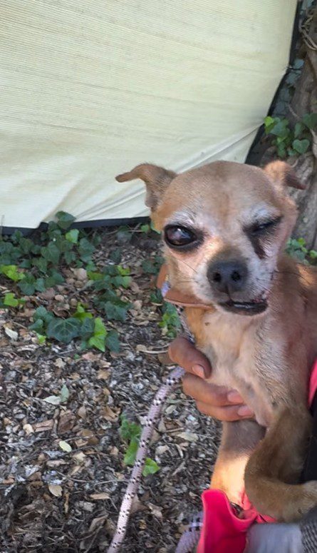 Tiniest victim of abuse and neglect that wandered weeks with broken leg and injured eye gets second chance at life via devoted rescuers