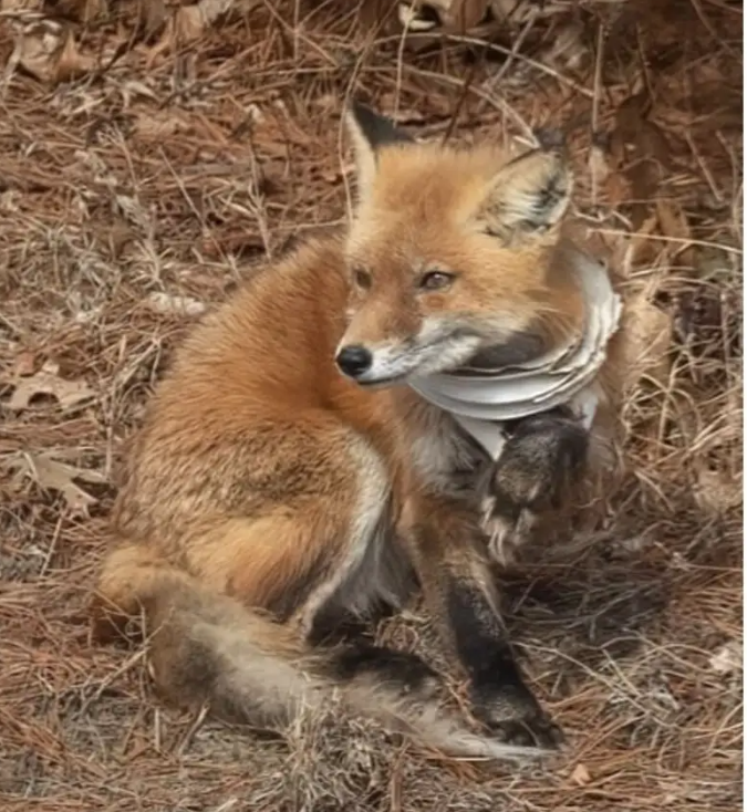 Efforts continue to save Bingo the fox tangled in plastic venting