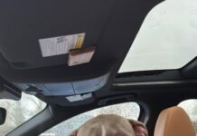 Dog zipped into suitcase and abandoned behind building slowly recovering as she captures hearts with her kindness