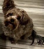 Man arrested after admitting to kicking woman’s 11-pound dog into the street like a football