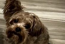 Man arrested after admitting to kicking woman’s 11-pound dog into the street like a football