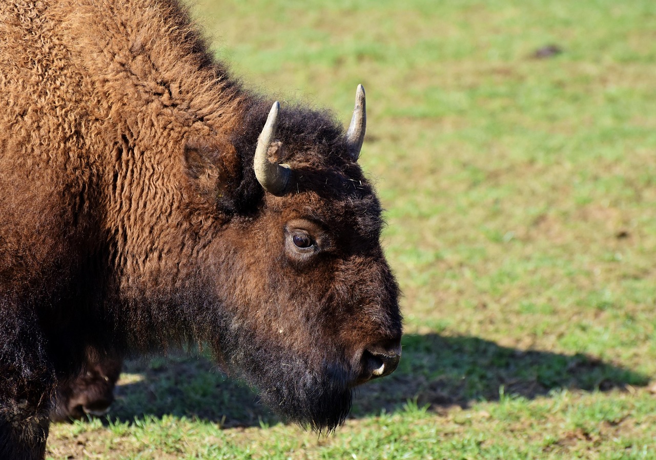 Bison who killed elderly woman in Custer State Park will not be euthanized following public outcry Bison who killed elderly woman in Custer State Park will not be euthanized following public outcry