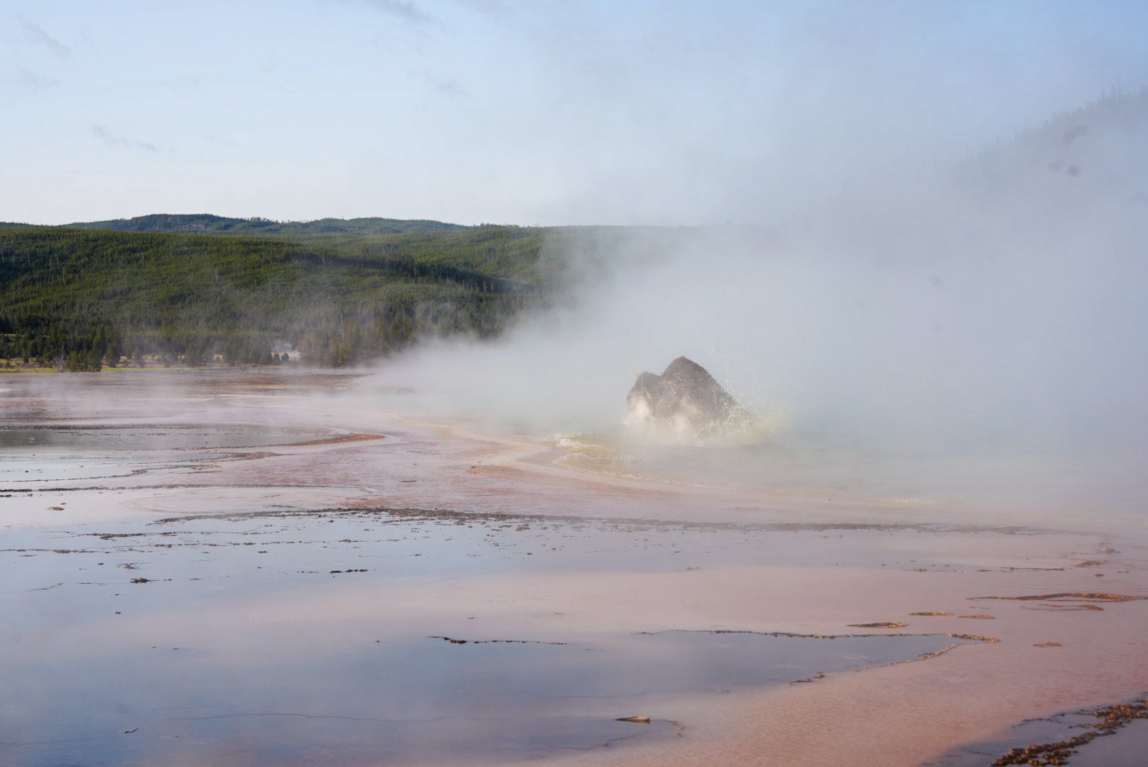 Bison accidentally wandered off path fatally slipping into hot spring at Yellowstone National Park Bison accidentally wandered off path fatally slipping into hot spring at Yellowstone National Park
