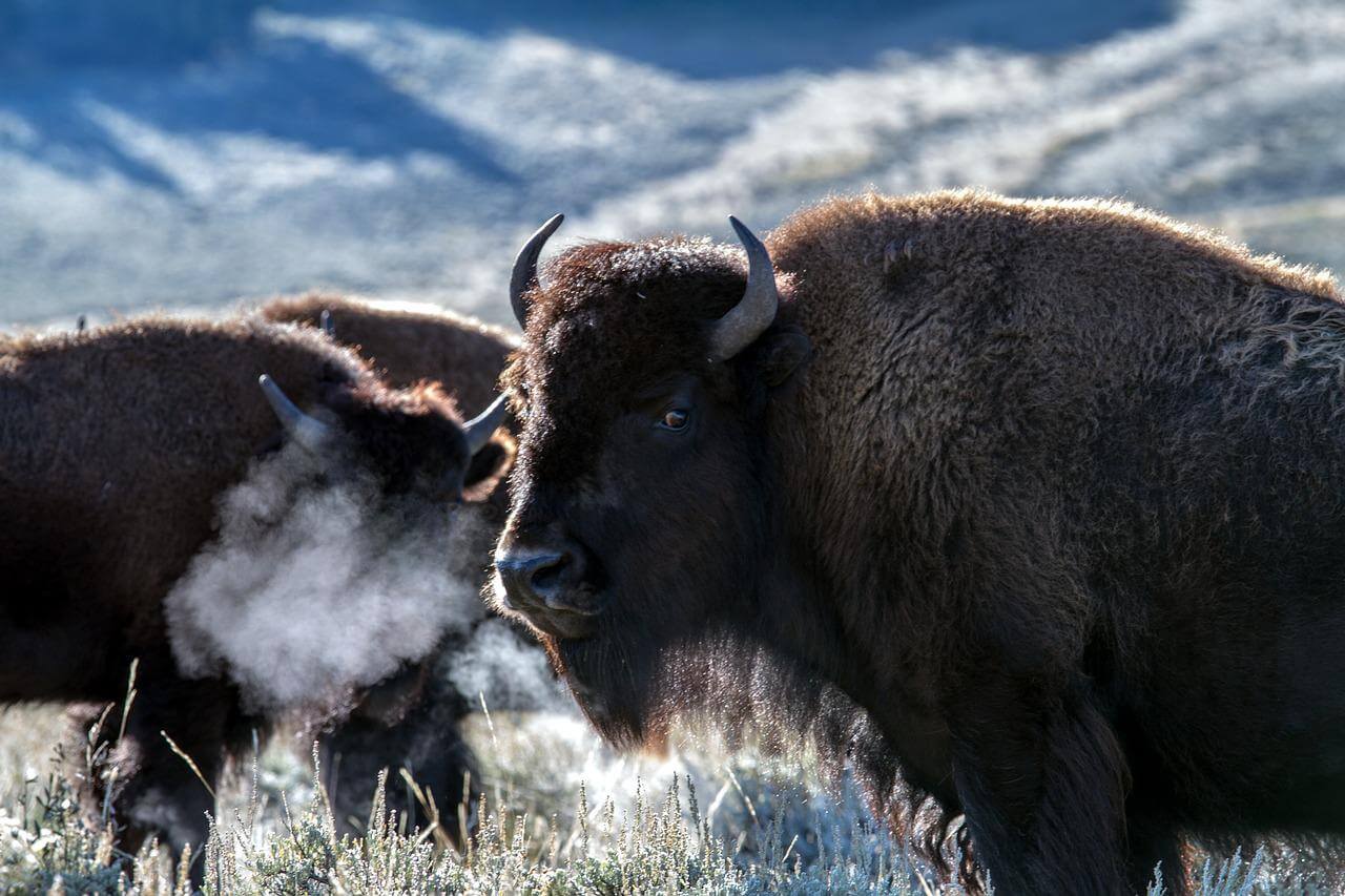 Bison at Yellowstone