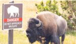 12-year-old child hospitalized after attack from bison at Yellowstone National Park 12-year-old child hospitalized after attack from bison at Yellowstone National Park