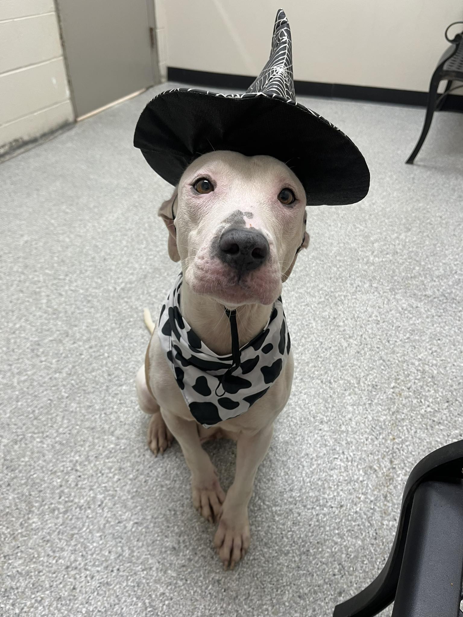 Stray pup didn’t know wandering into a back yard was reason to be threatened to be shot