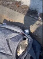 Alert officer stopped to find Bjorn alone on the side of the road in carrier