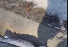 Alert officer stopped to find Bjorn alone on the side of the road in carrier